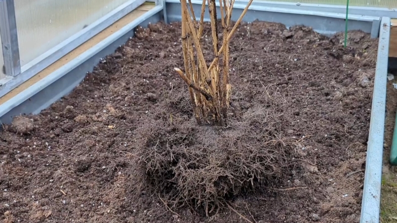 06-11-2025.Дача..наконец то занялась клематисом..обрезала лилии в теплице.(02.11.-04.11.25)