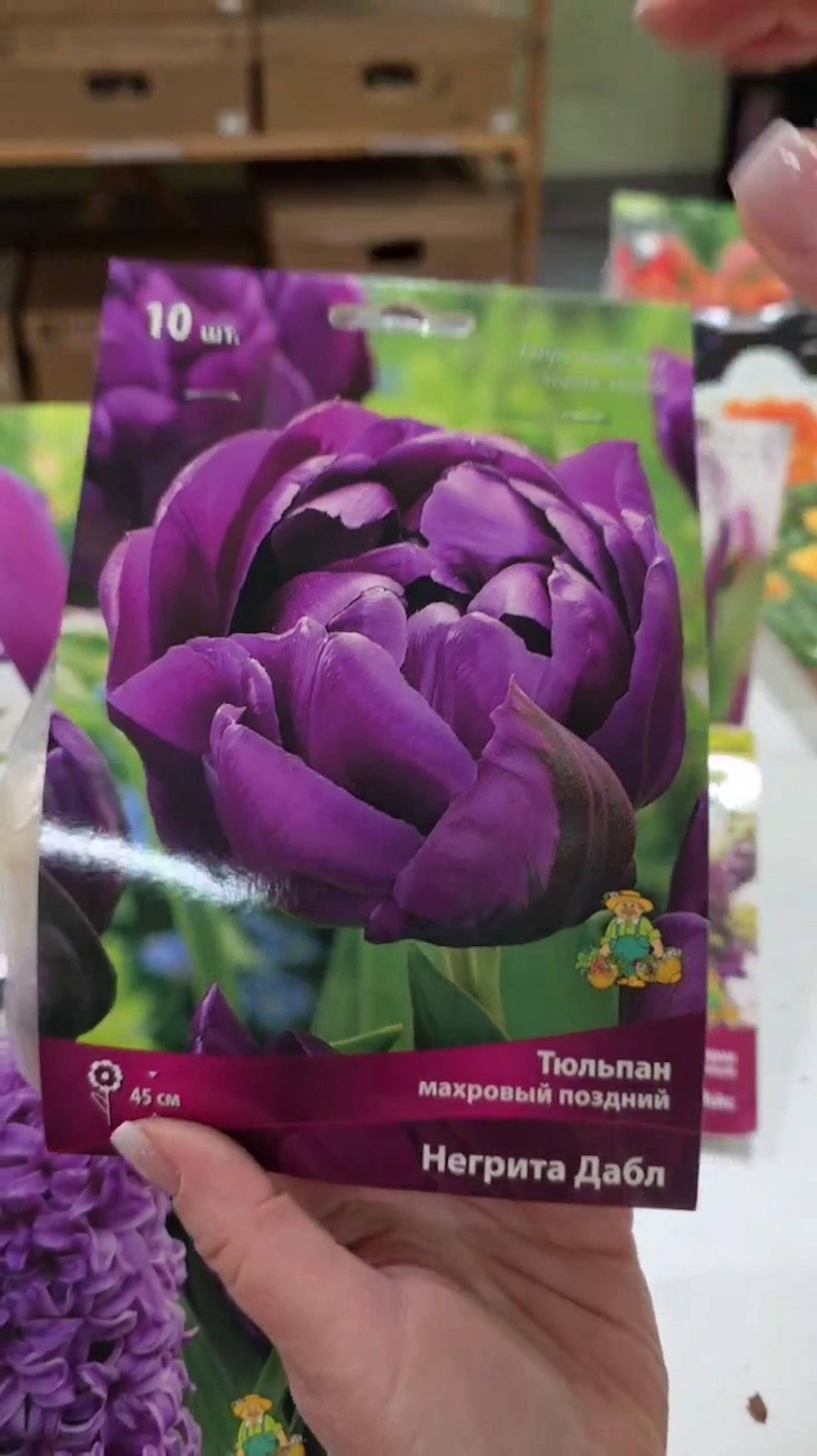 Лиловый цветник из тюльпанов в саду!