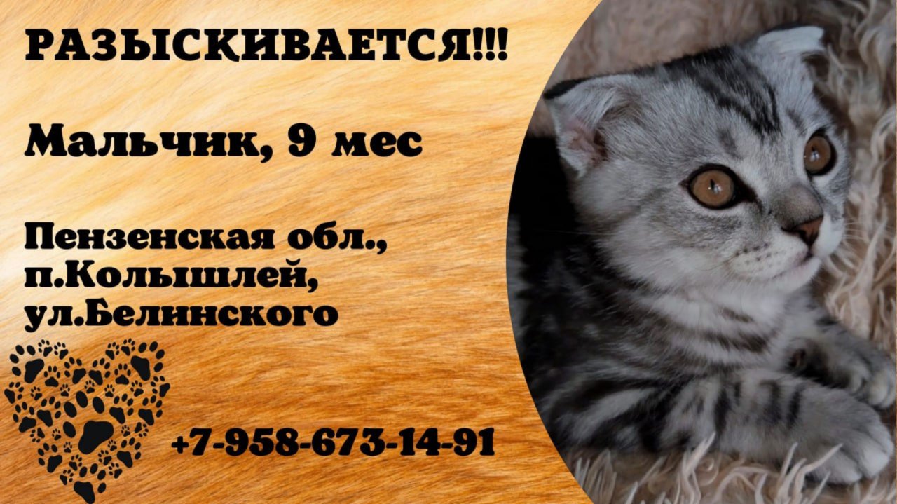 Пропал кот! Мальчик, 9 мес. Пензенская обл., п.Колышлей.