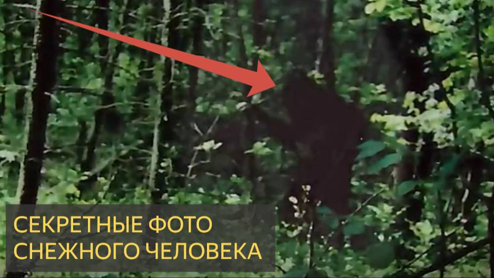 Секретные фотографии снежного человека, спрятанные на 40 лет  Встреча в Аппалачах