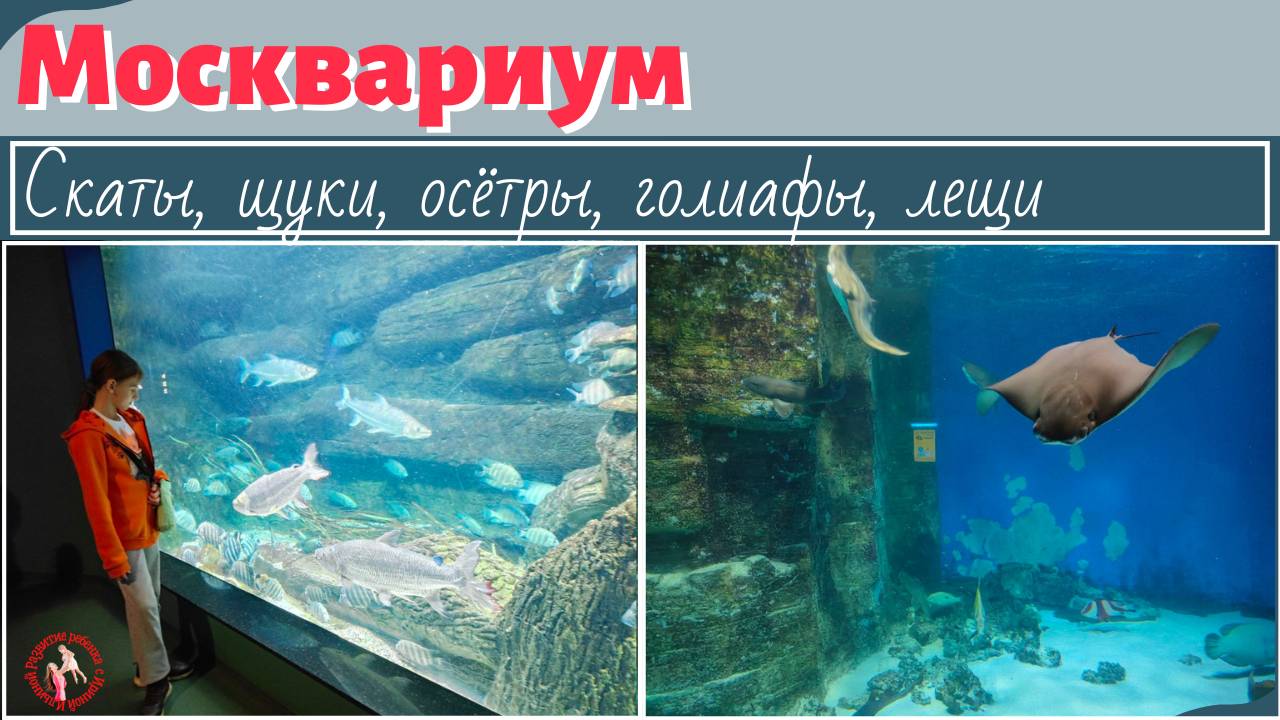Москвариум: скаты, щуки, осётры, лещи, красноперки, голиафы.