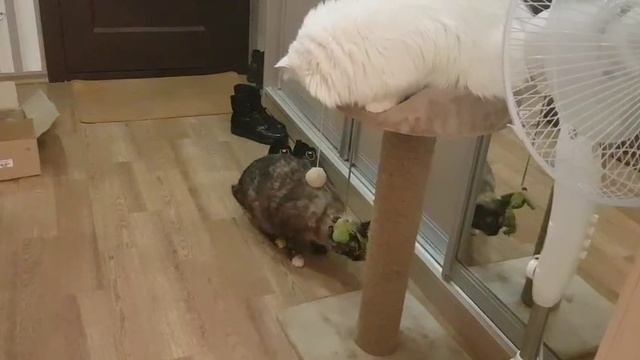 Леся и Сёма - Примерка коробки