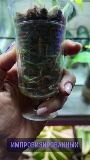 Детки СПАТИФИЛЛУМА Лауретты выжили 💃 #комнатныерастения #plants #спатифиллум #растения