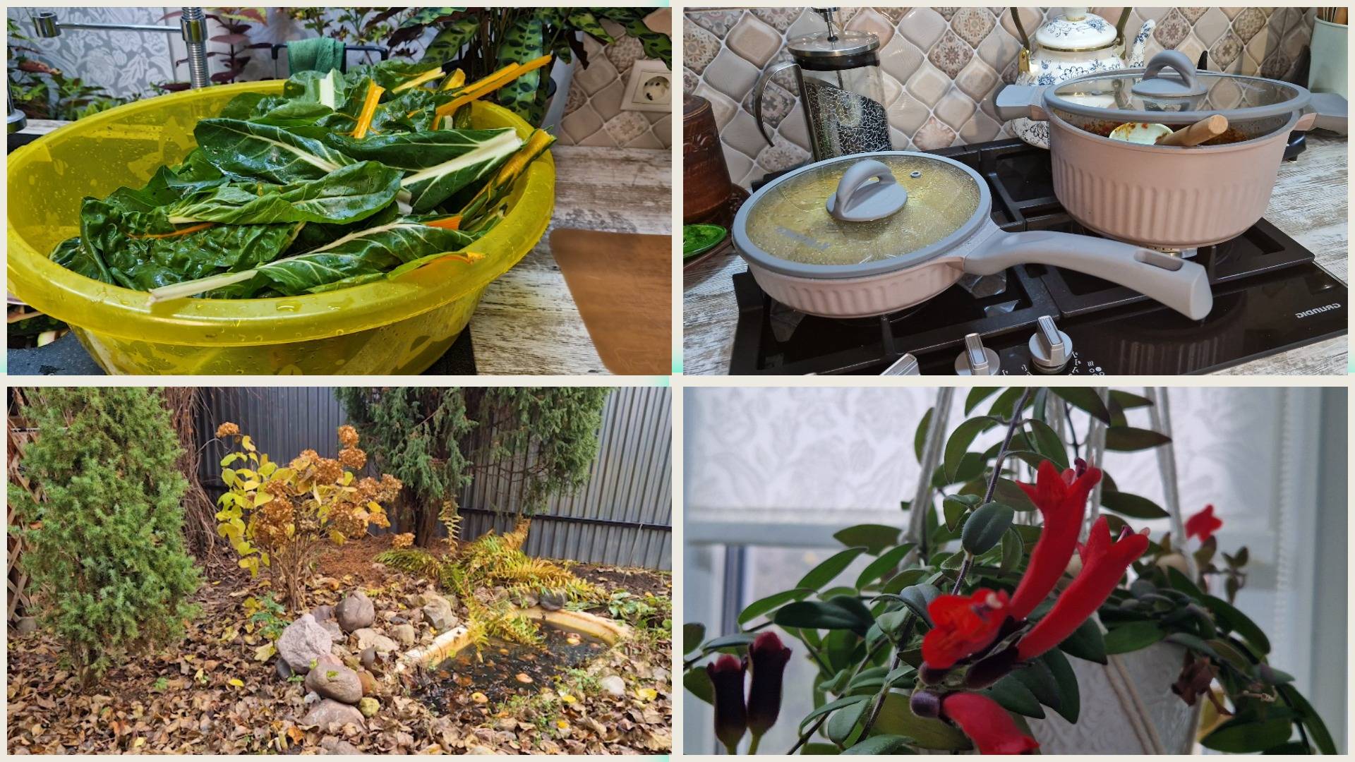 Заготовка мангольд впрок. Новая супер посуда🔥  и умные розетки. Не цветок, а настоящий восторг 😍