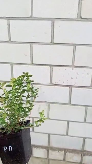 Брусника Аммерланд. Коралл. Ред Перл. Саженцы с питомника Small Gardens