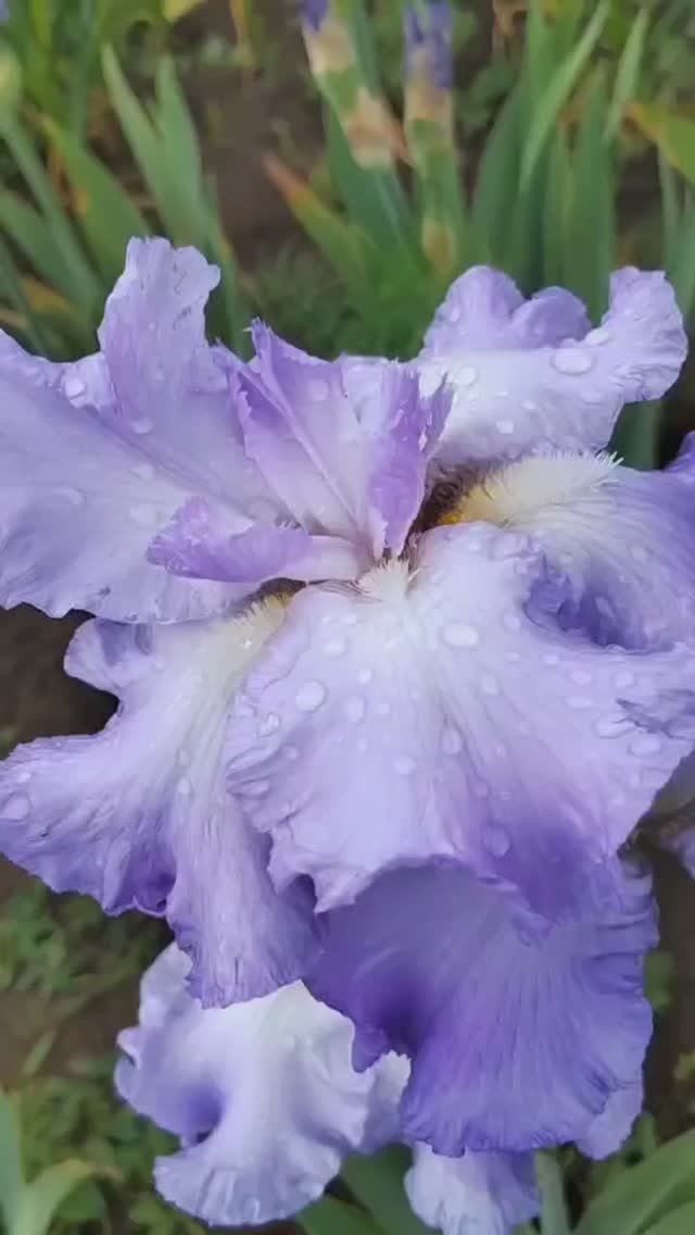 ирис шестифолый SIX PACK