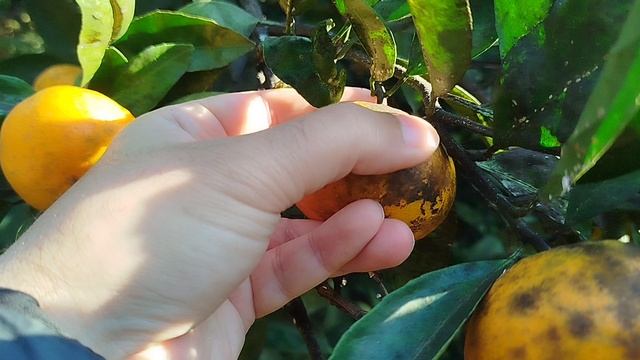 Сажа на мандаринах