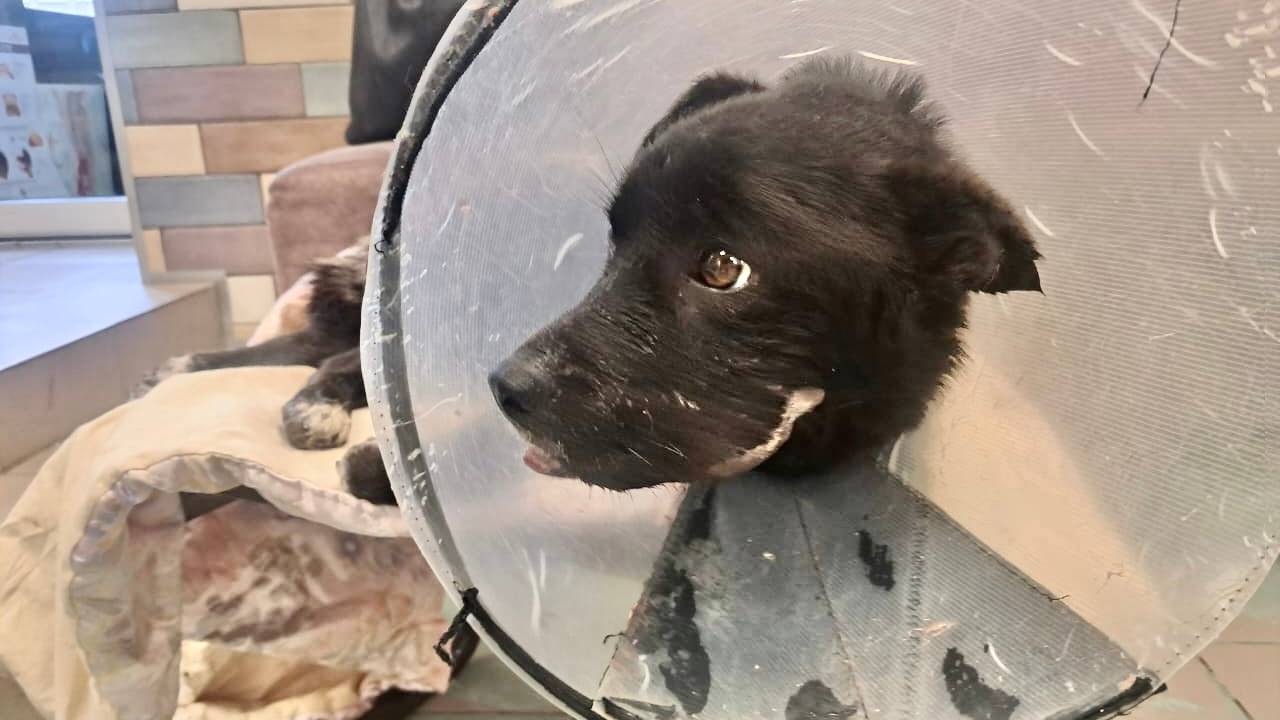 Оливия в стационаре. Состояние критическое.