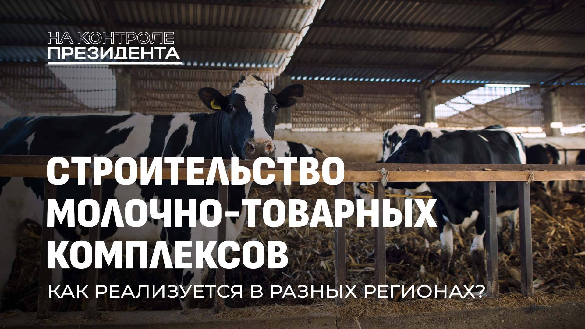 Качество белорусской молочки! Комфорт коров и строительство новых МТК. На контроле Президента