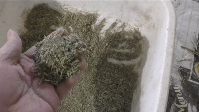 Свои семена салата