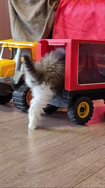 Забавный котёнок катался на детском грузовике. #котята