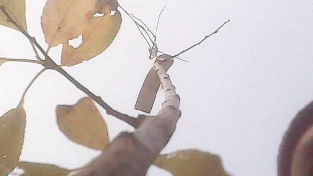 Во исполнение заповеди Христовой о почитании родителей - ношу саженцы на хранение