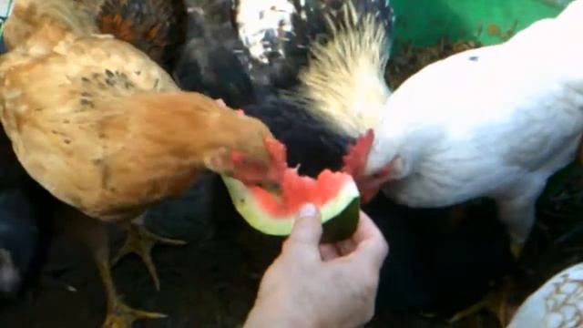 Август  2016г.    АРХИВ!!!     КУРОЧКИ🐔🐔🐔 и ЦЫПЛЯТА   Кушают 🍉🍉🍉Арбуз!!!