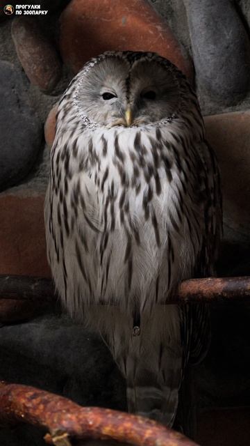 Неясыть уснула. Ленинградский зоопарк