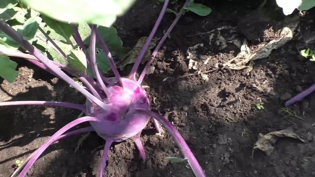 Капуста кольраби ВИОЛЕТТА