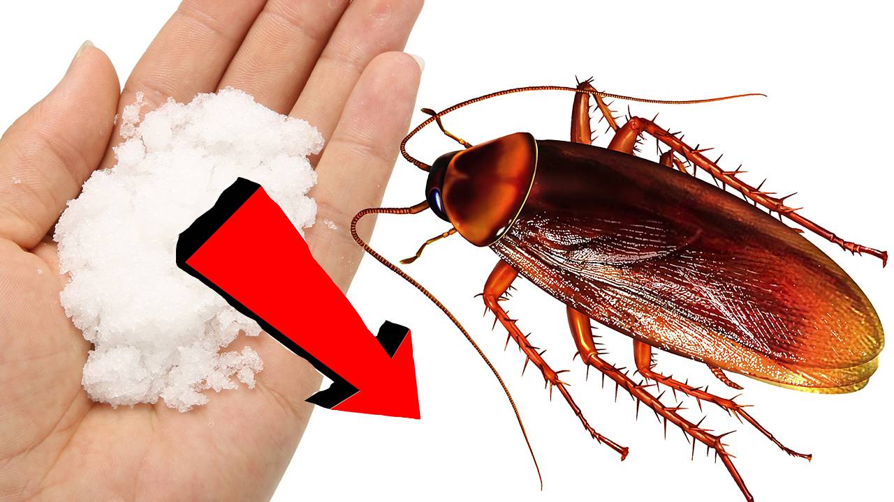 Как избавиться от тараканов за 1 день!