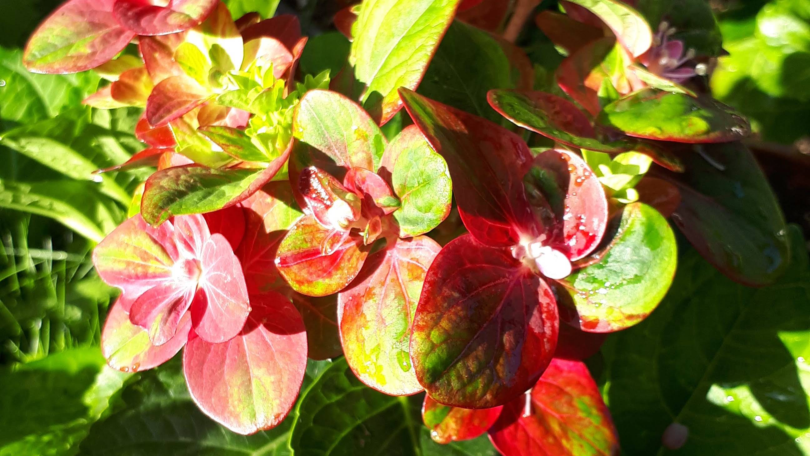 Крупнолистные гортензии: Россо Глори, Шоколад и Леди Мата Хари. Зимовка дома.