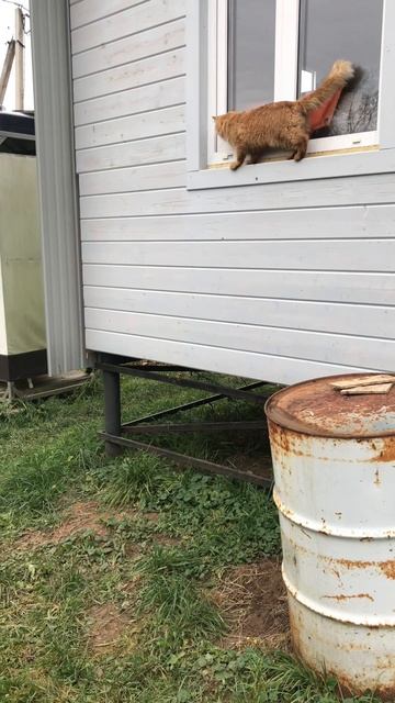 Попытка кота Альфушки попасть в дом через закрытое окно