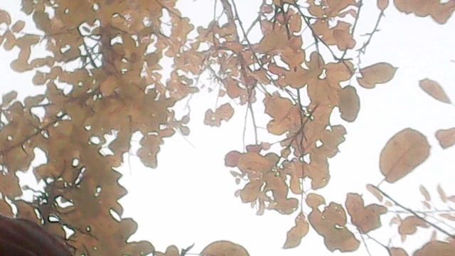 Во исполнение заповеди Христовой о почитании родителей - ношу саженцы малины на хранение