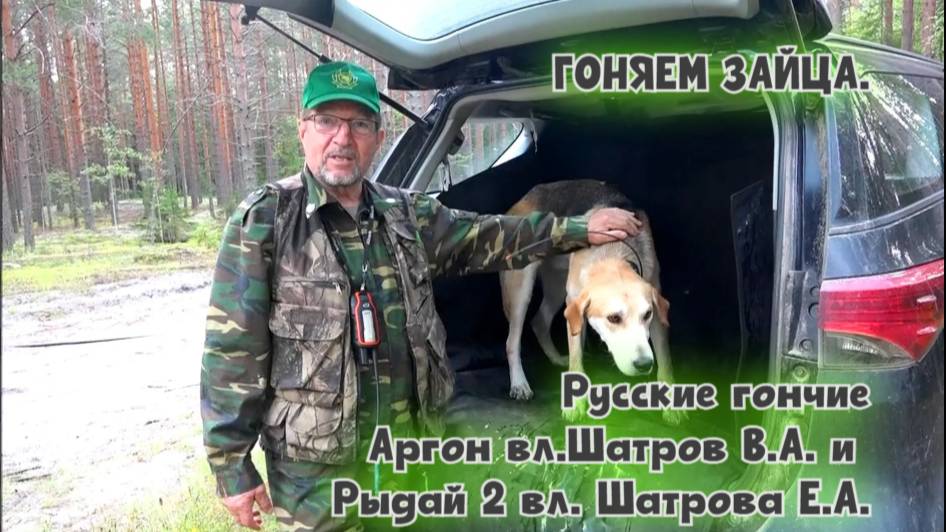 ГОНЯЕМ ЗАЙЦА.Русские гончие Аргон вл.Шатров В.А. и Рыдай 2 вл. Шатрова Е.А.