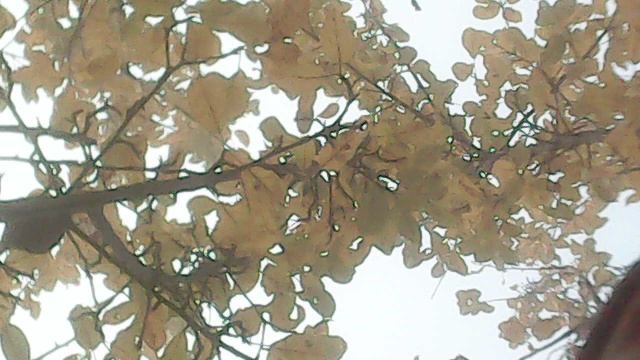 Во исполнение заповеди Христовой о почитании родителей - занёс саженцы малины на хранение