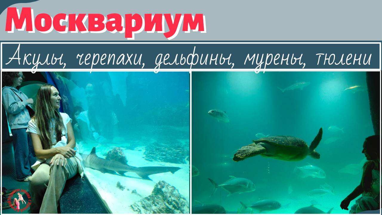 Москвариум: акулы, черепахи, дельфины, мурены, тюлени.