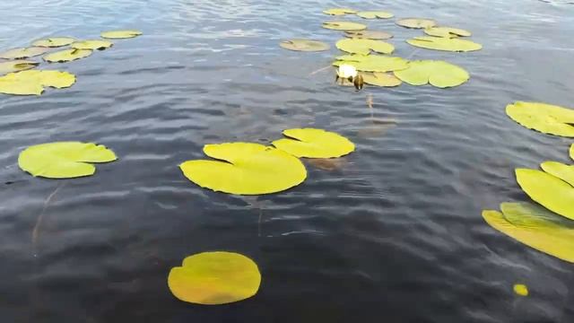 ＂РОДИМЫЙ КРАЙ＂ -  музыка Павел Ружицкий @PavelRuzhitsky_Music