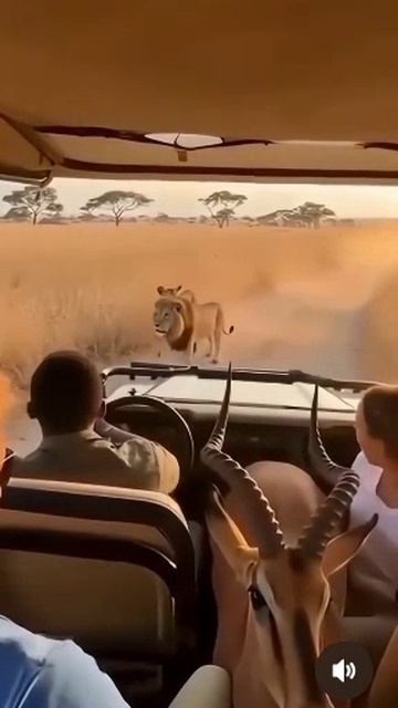 Когда жизнь буквально прыгает к тебе в джип