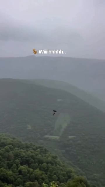 Обезьяна улетает на зонтике