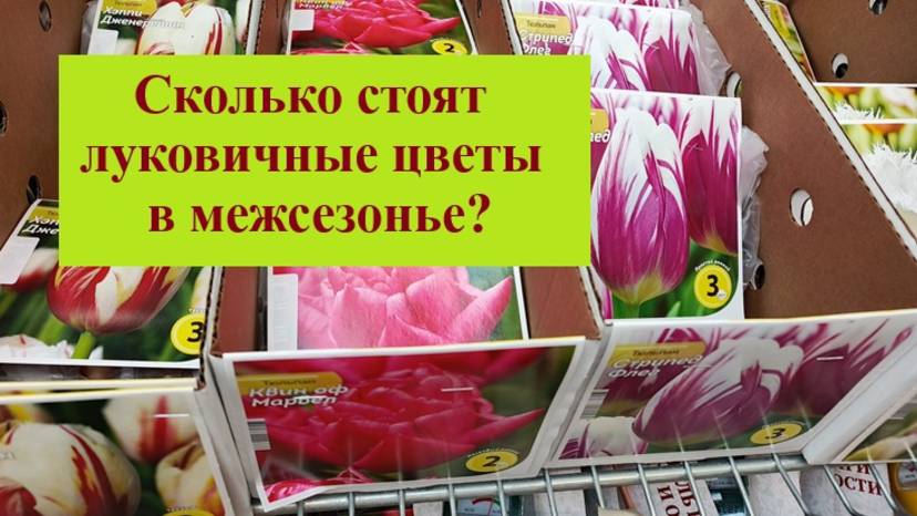 Луковицы цветов в межсезонье - сколько они стоят и нужно ли их покупать?