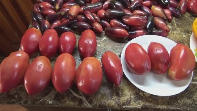 Популярные Минусинские томаты. Бычки Минусинские - один из самых урожайных томатов. №587.