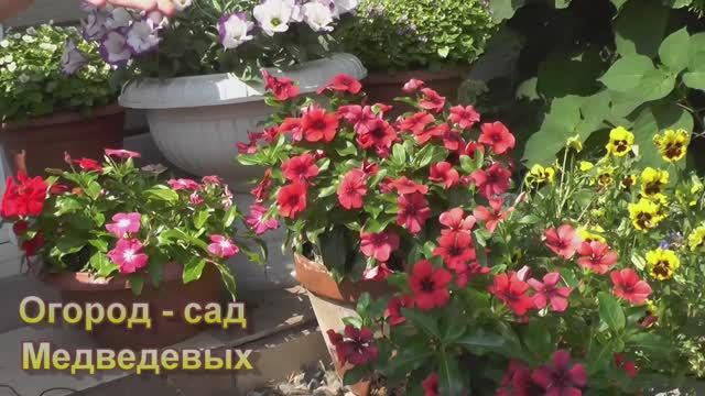 Катарантус (барвинок) выращивание от посева до цветения