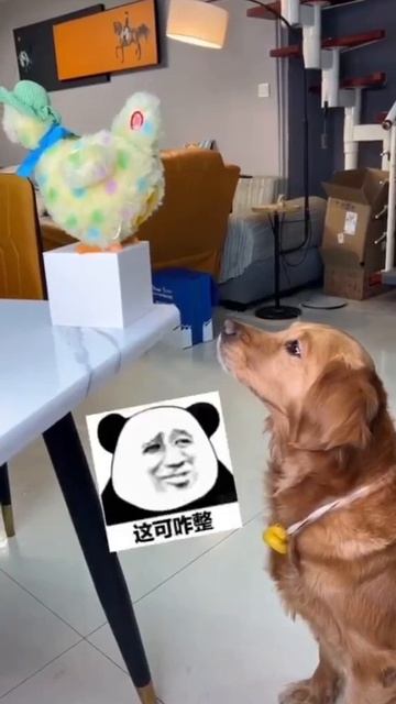 смышленый пес размышляет