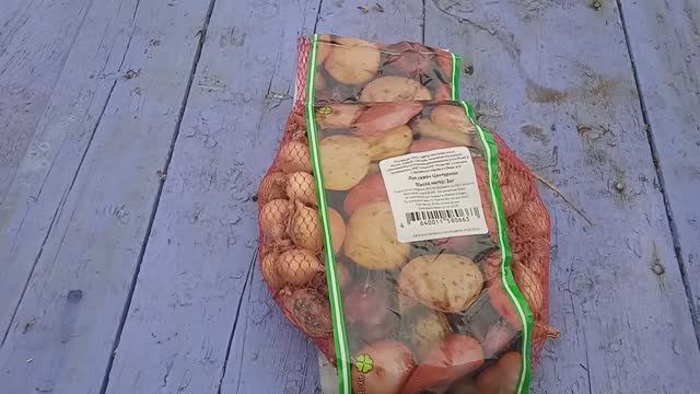 17.10.25г.     Посадка🧅🧅🧅 ЛУКА  под Зиму!!!👍👍👍🙂