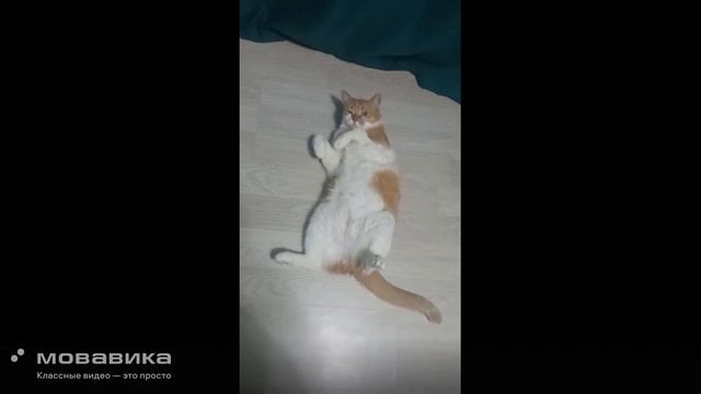 Кот без забот