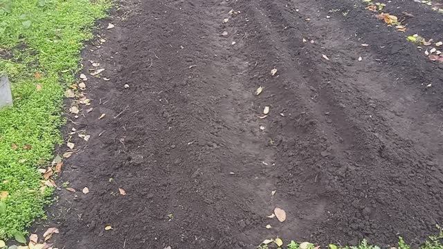 18.10.25г.   И Снова Посадка 🧄🧄🧄ЧЕСНОКА!!!👍👍👍🙂