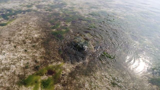 🇰🇪 Прогулка по пляжу Diani Beach в Кении 🌴#kenya #africa #dianibeach #travel #vacation # love