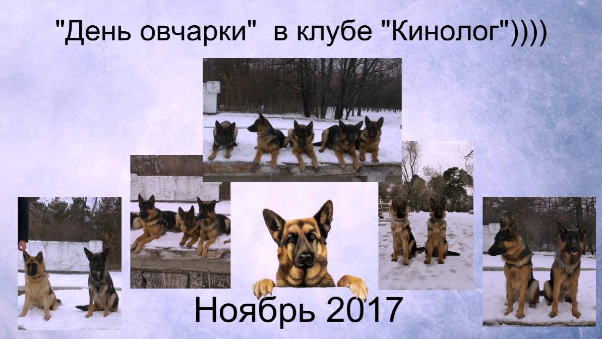 День овчарки в клубе Кинолог.  11.17