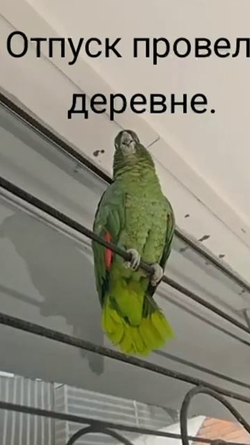 Деревенский