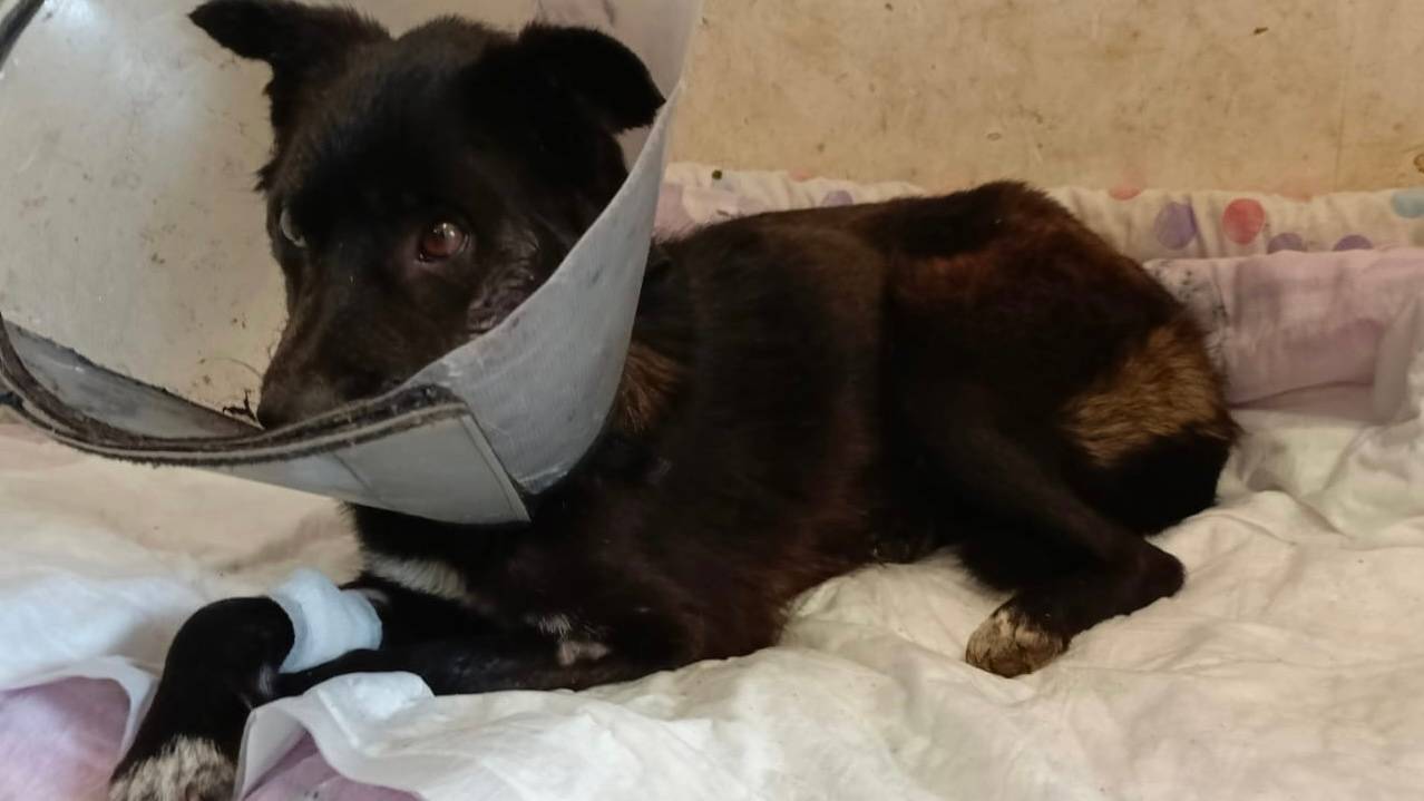 Продолжаем лечение Оливии