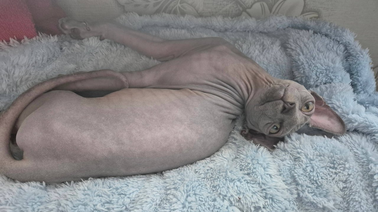 Сфинксы. Кошечка Мишель. Любимое место - батарея.