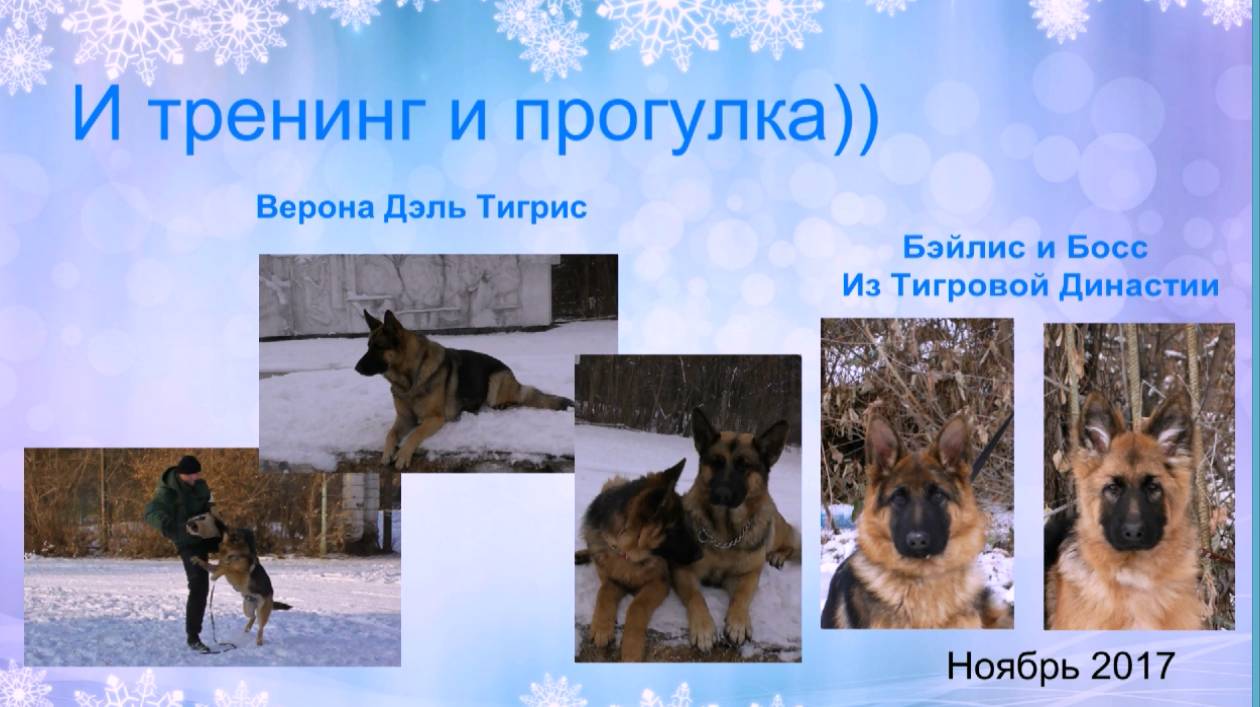 11.2017 и тренинг и прогулка. Верона, Бэль,Босс