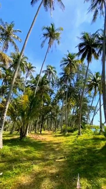 Таиланд восхищает каждого, кто хоть раз там побывал🤩