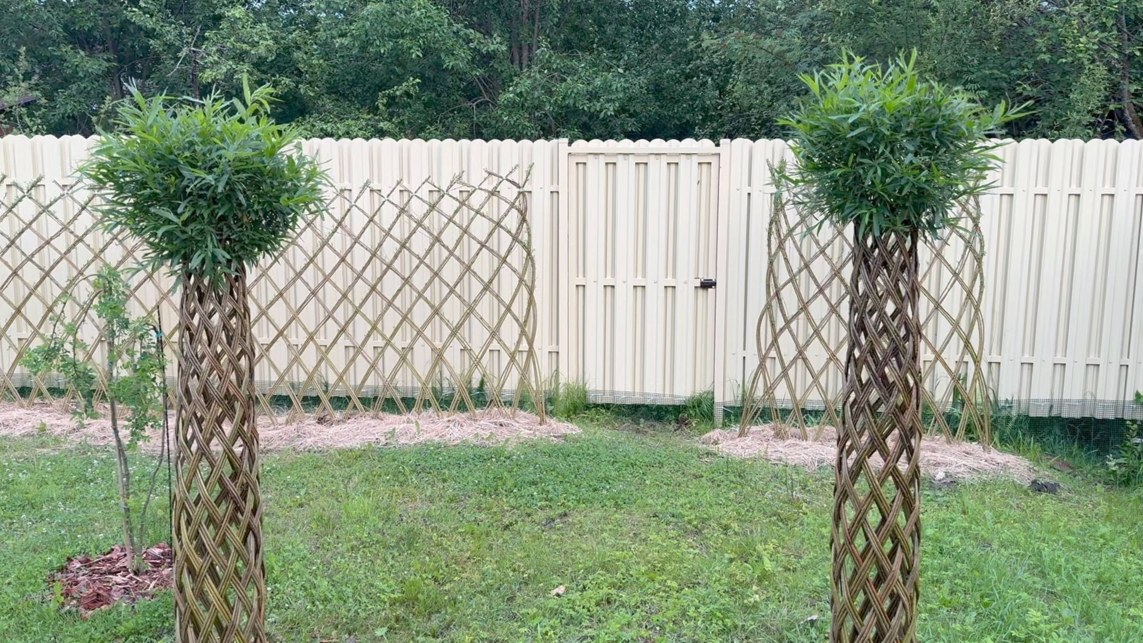 Сад Ивушка 7 июля 2025