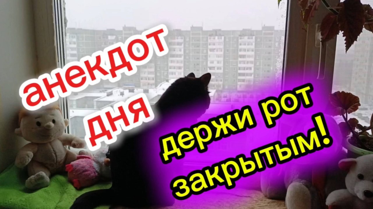 Кошки с озвучкой.