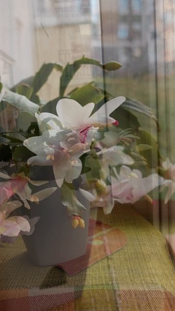 Финал 🏆 Декабрист во свсей красе ✨✨✨