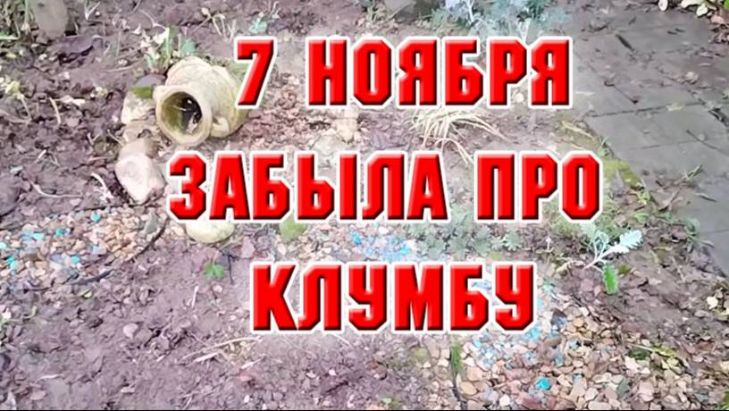 7 ноября. Розы и кофе. Забыла про клумбу