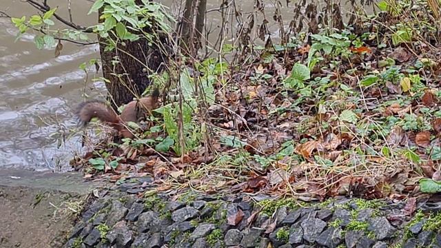 Прогулка по парку