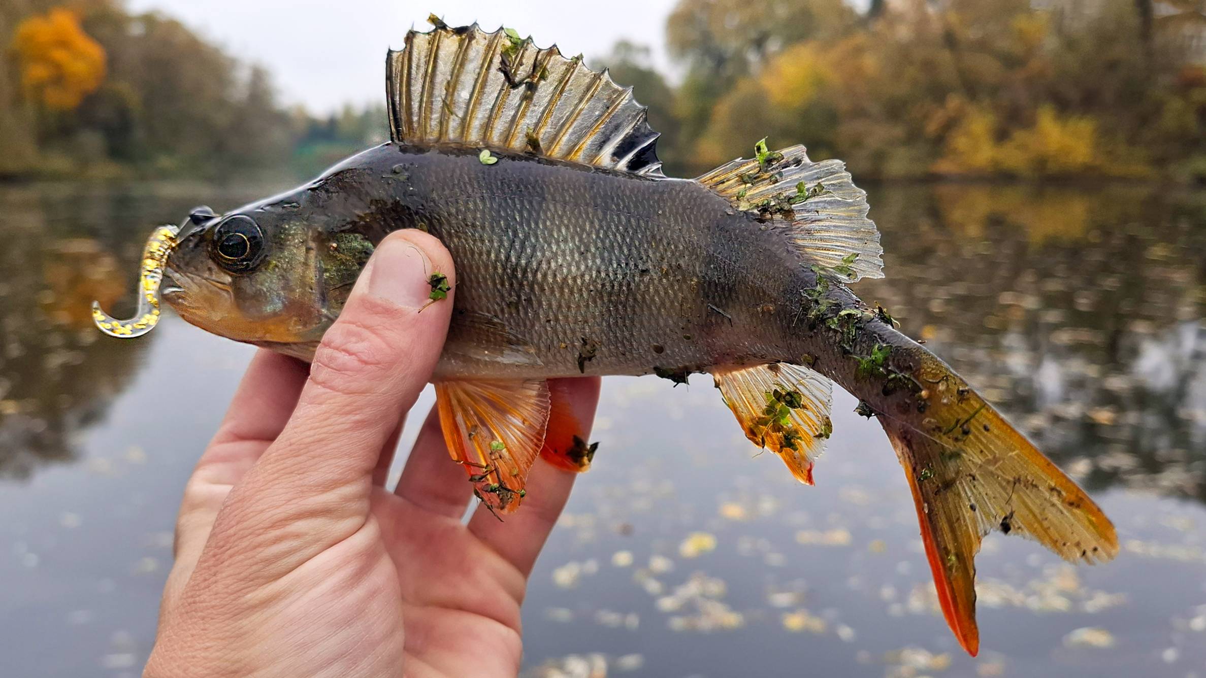Активная щука не даёт спокойно половить окуня! Рыбалка на мормышку.