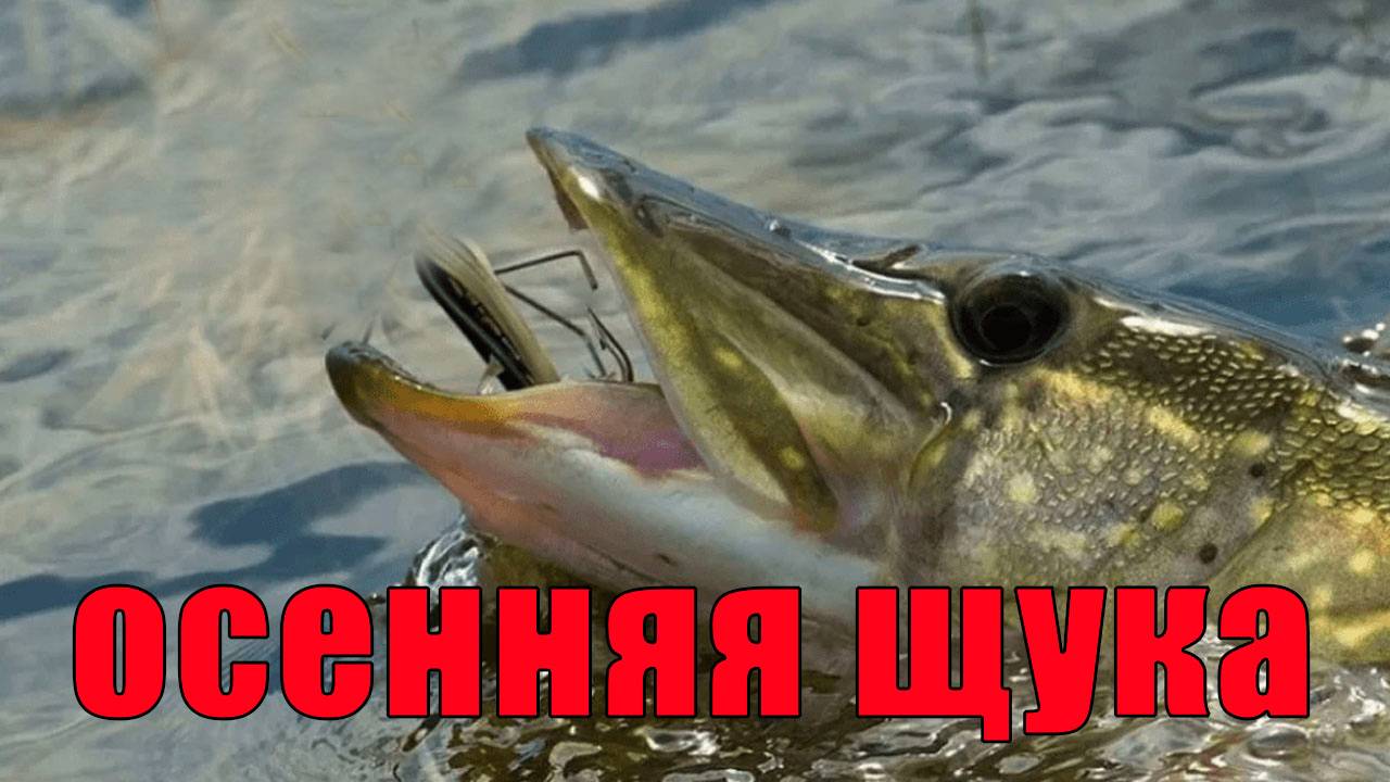Осенняя щука, на то мы ее ловили